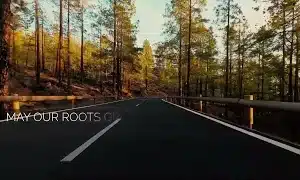 Mountain forest road