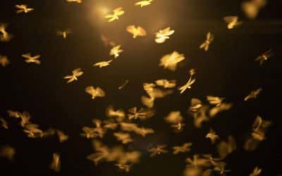 The “What Now” Moment: Pivoting toward True Vitality