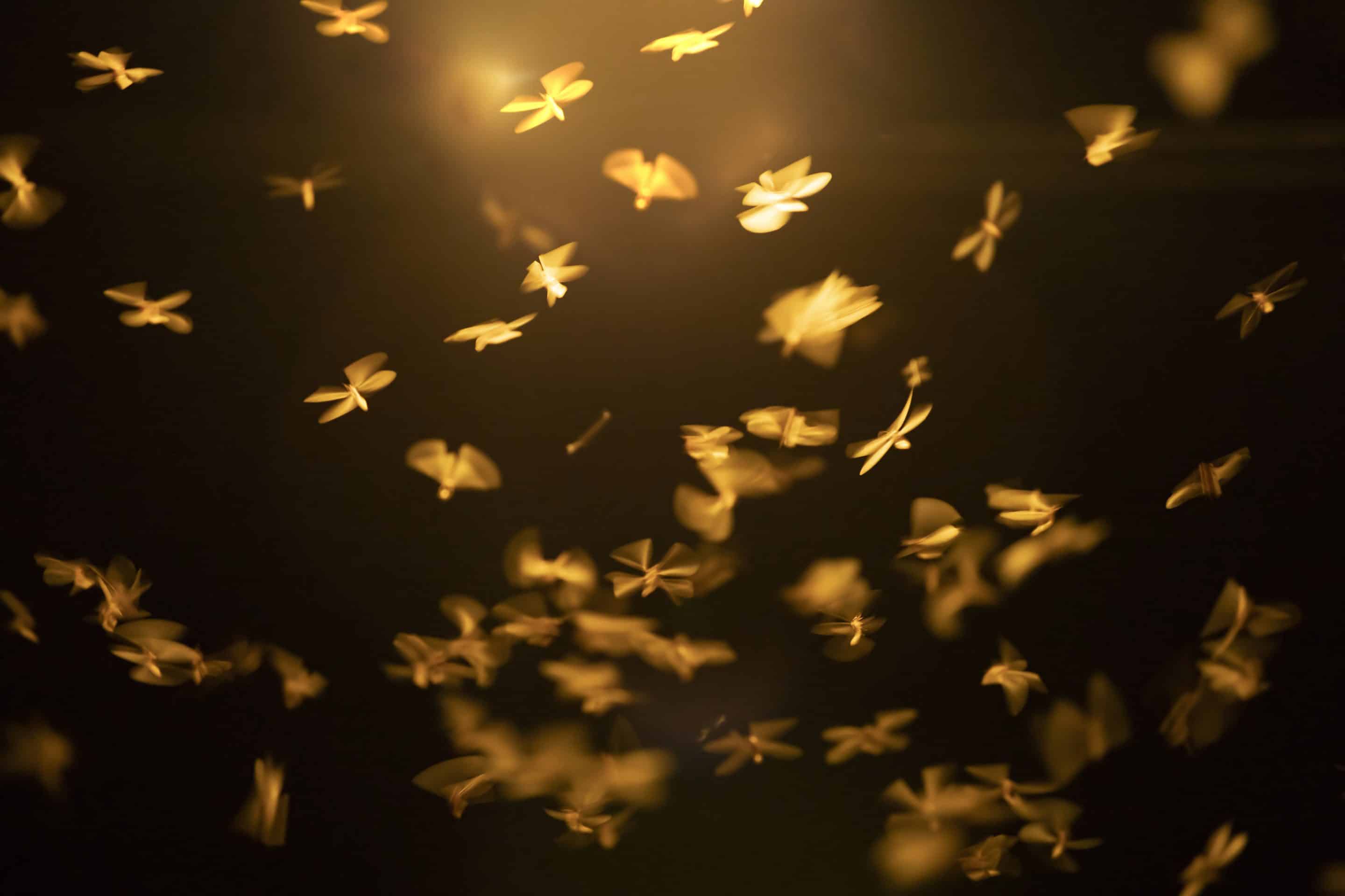 Yellow butterflies ascending in front of dark background<br />
