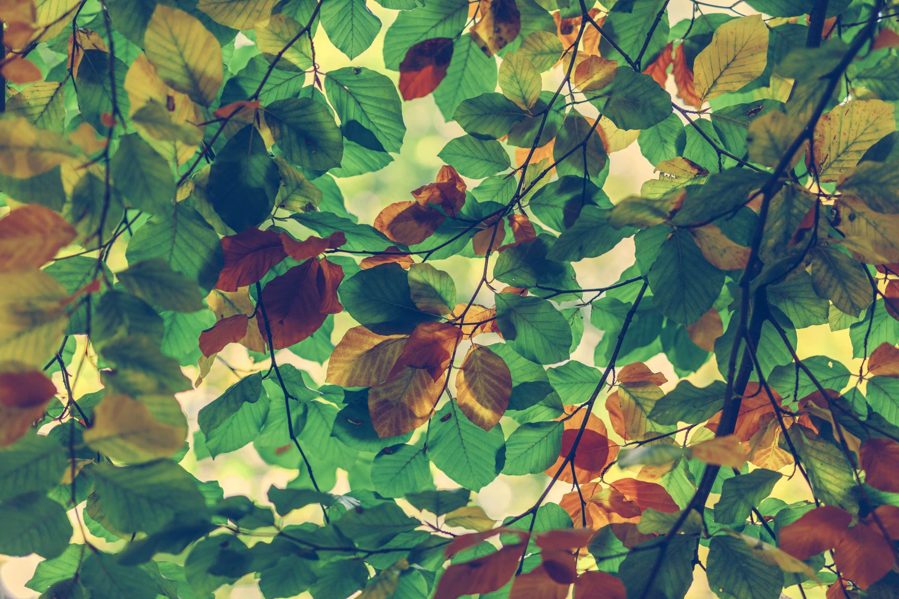 Green and brown leaves on branches